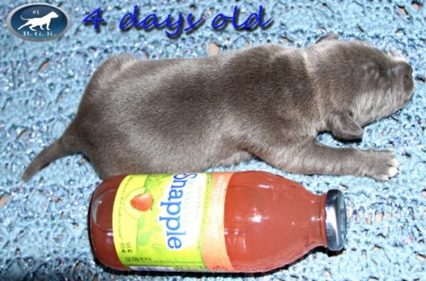 Nala4dayoldsnapplestack_zpsd106fc79.jpg