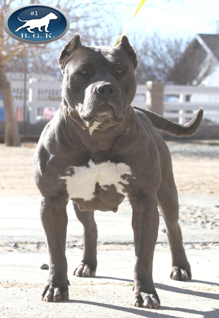 XL BIG PITBULL PUPPIES FOR SALE PIT BULL PUPPY