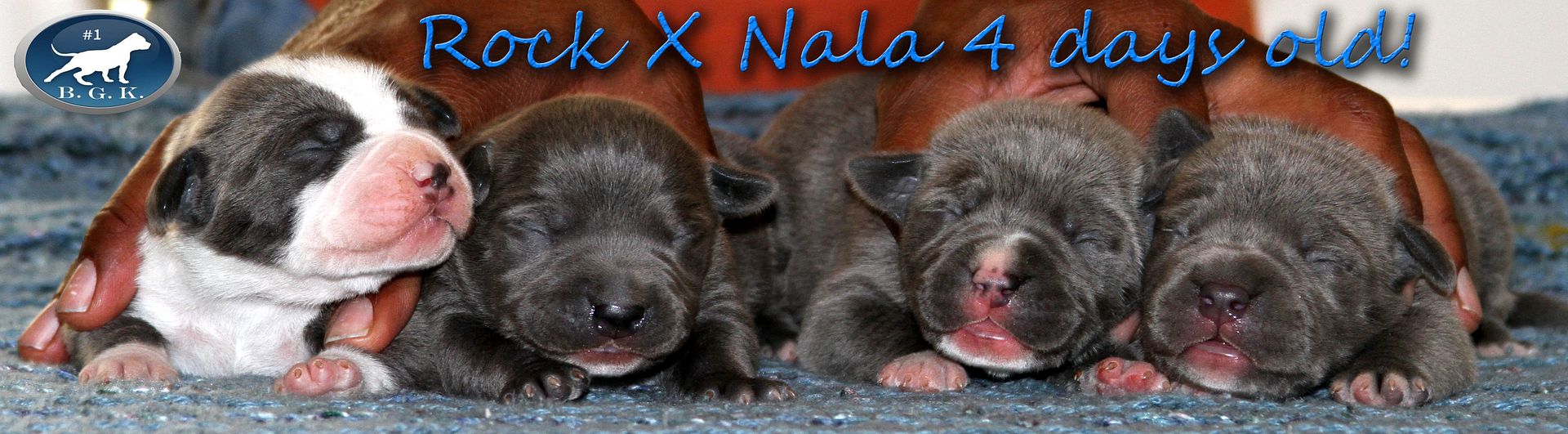 RockNalapups4days_zps72d979d3.jpg