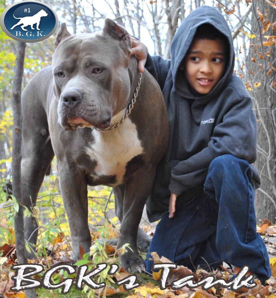 large Bully Pitbulls XXL Pitbull Kennels Pitbull Puppies For Sale