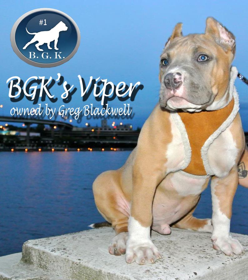 Best XL Bully Pitbulls for sale