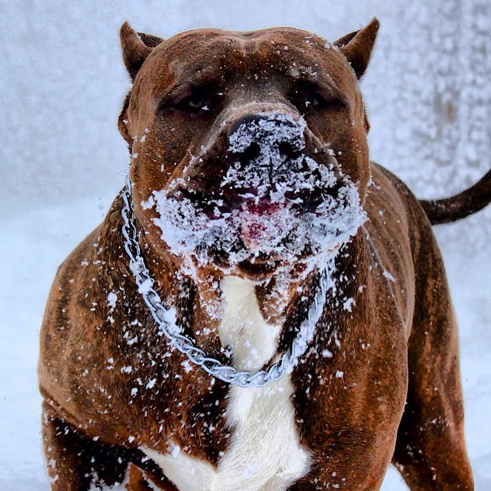 large Bully Pitbulls XXL Pitbull Kennels Pitbull Puppies For Sale