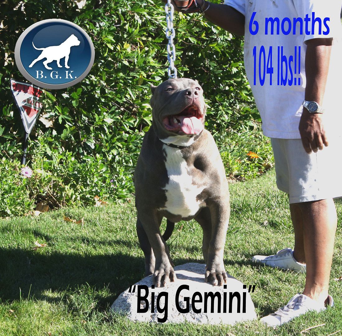 Best XL Bully Pitbulls for sale
