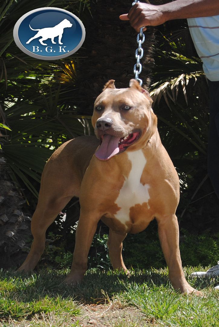 Best XL Bully Pitbulls for sale