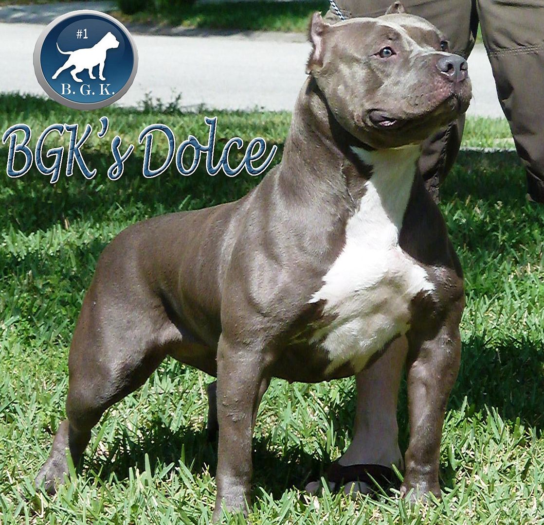 Best XL Bully Pitbulls for sale