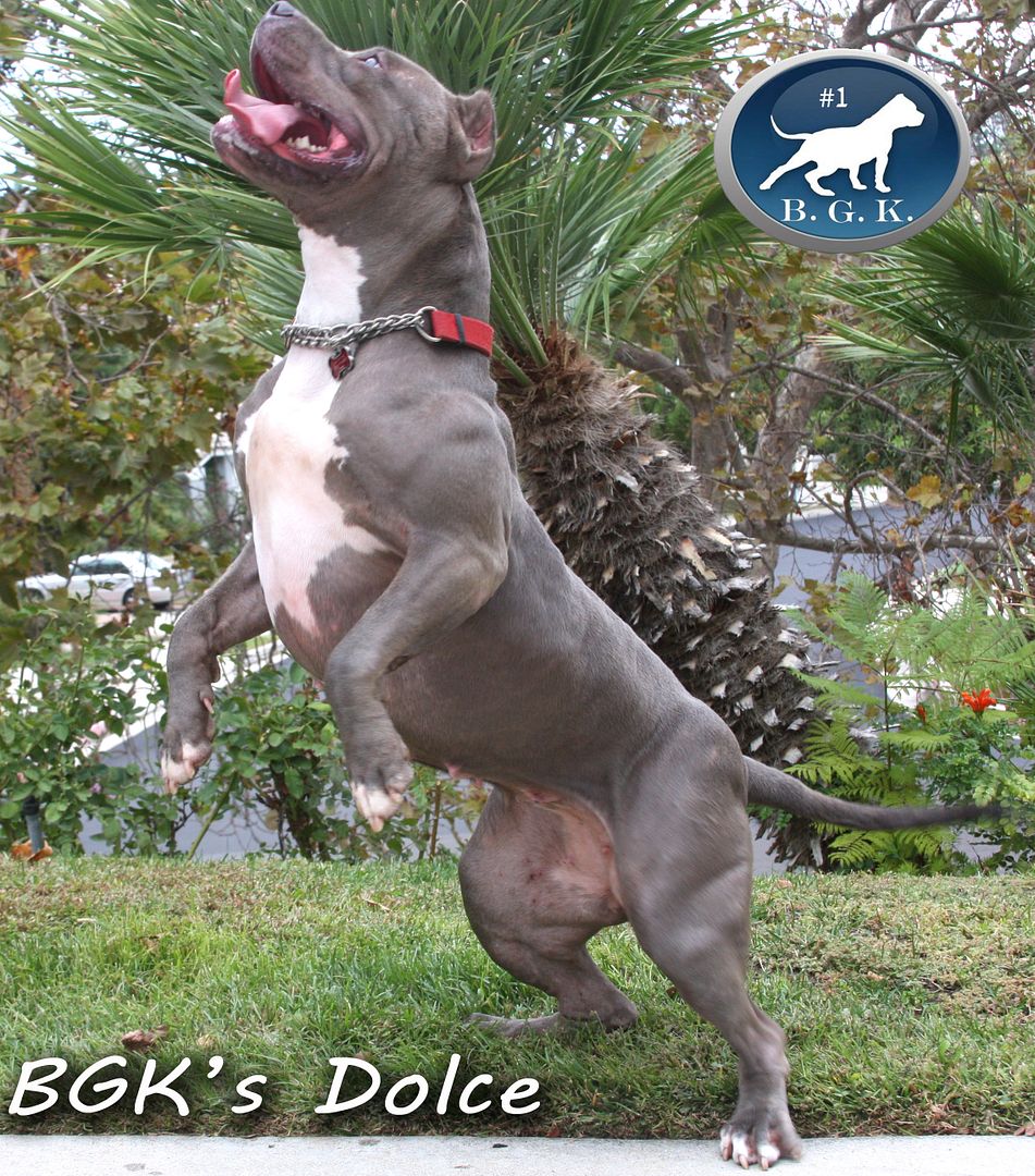 bgksdolce3.jpg