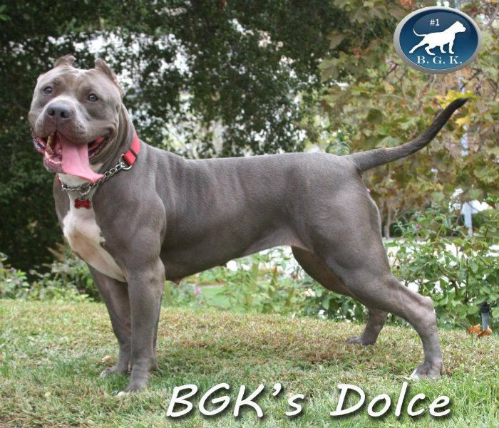 bgksdolce6 bgksdolce6.jpg