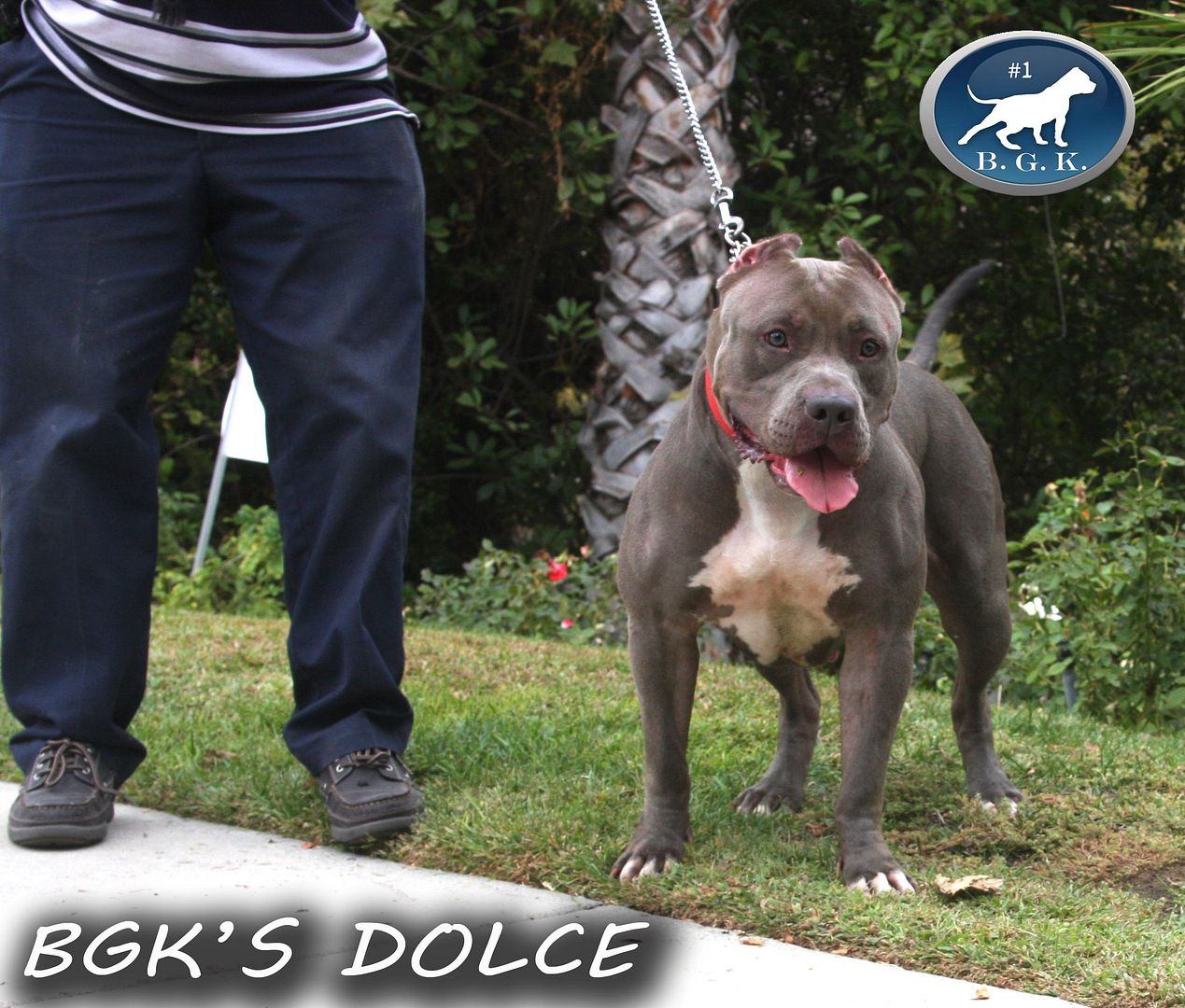 bgksdolce7.jpg