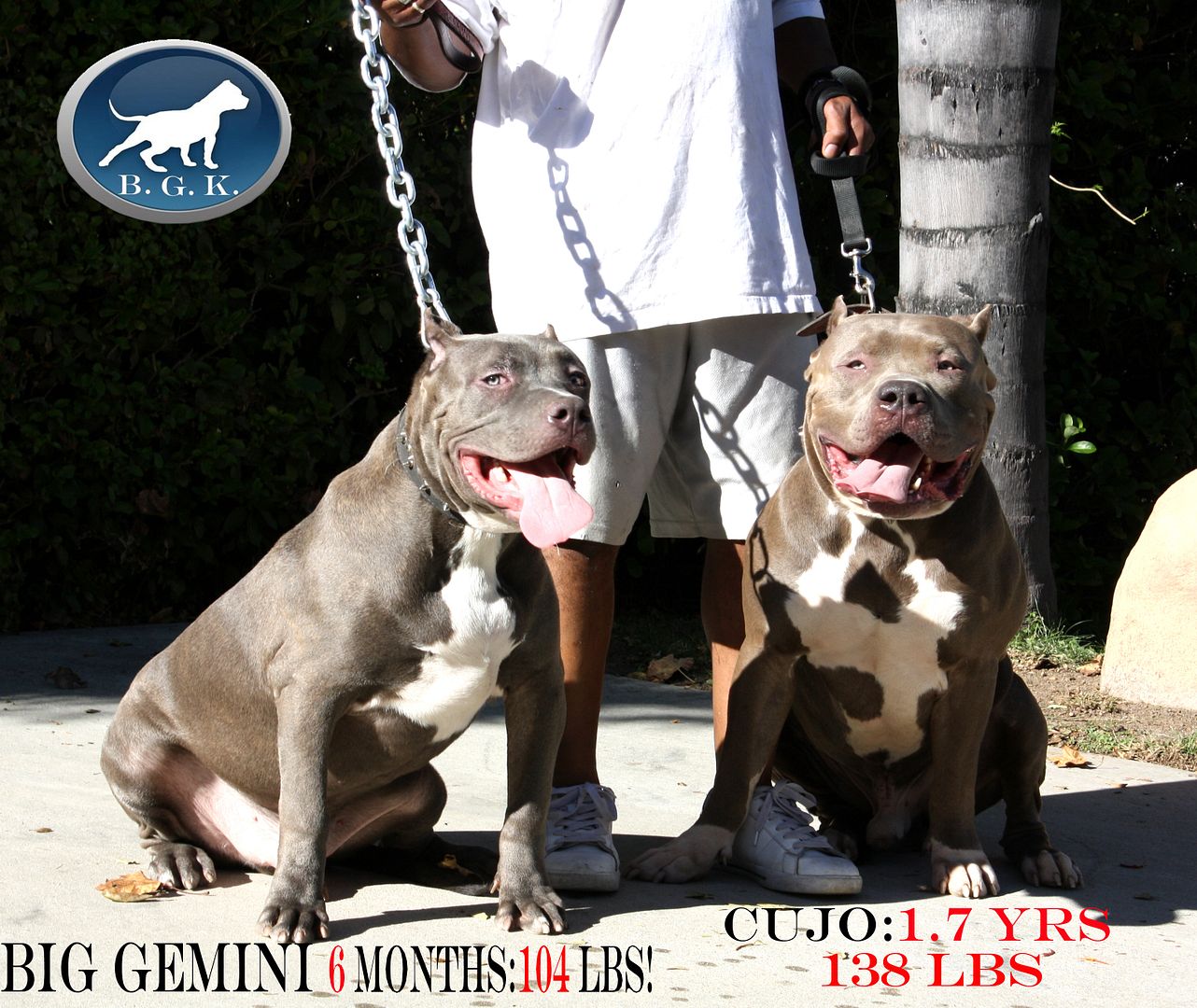 Best XL Bully Pitbulls for sale