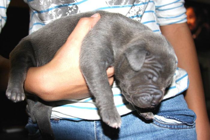 bigpun2weeks_zps4cc9c9fb bigpun2weeks_zps4cc9c9fb.jpg