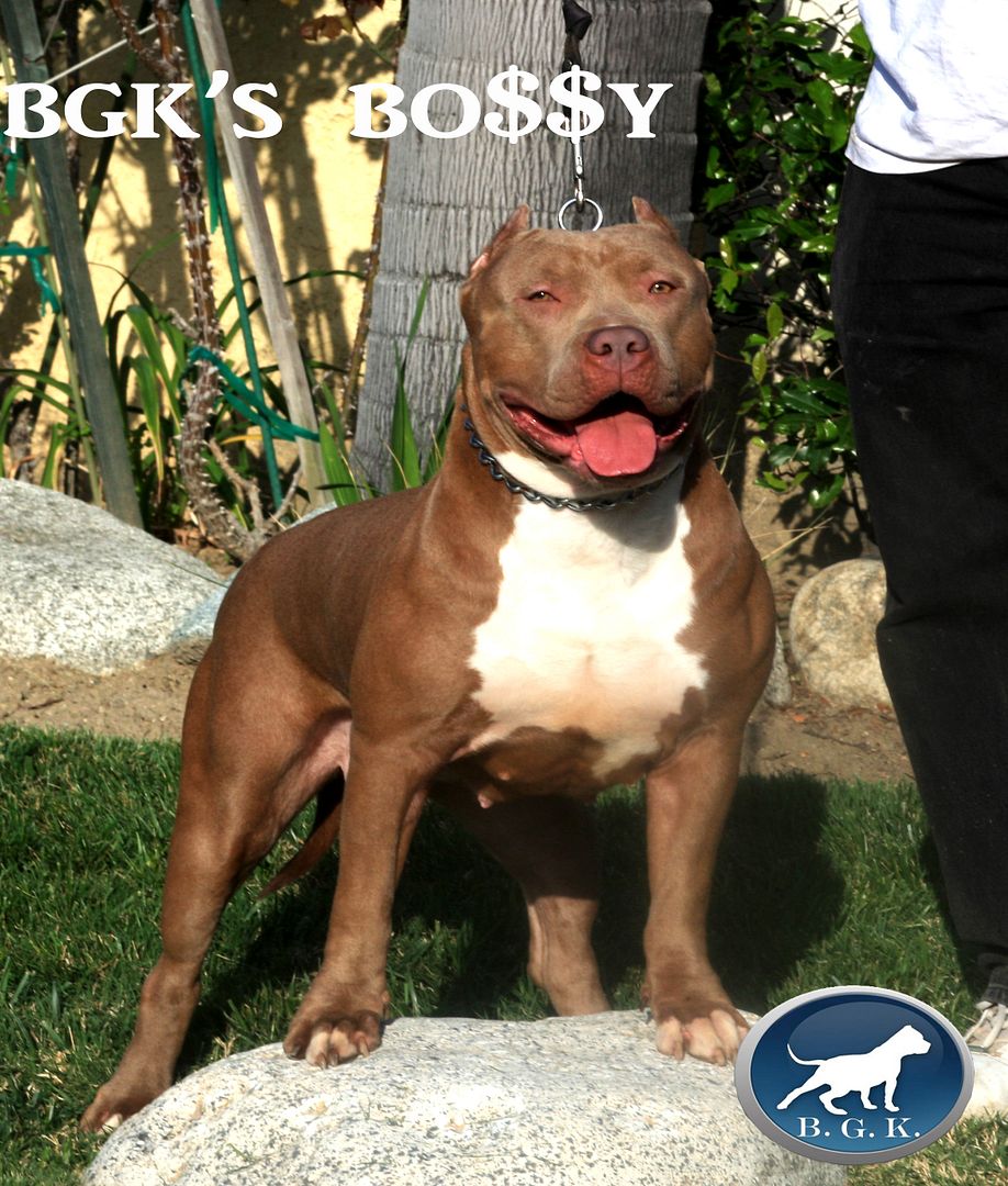 bossy1.jpg picture by geminiproduct