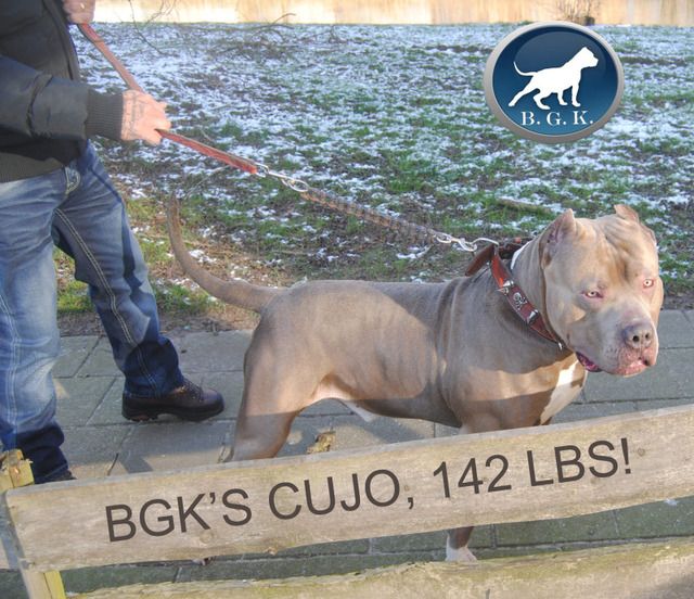 Best XL Bully Pitbulls for sale