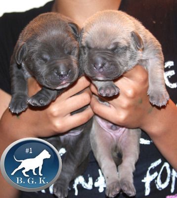 divarockpups1weekold11.jpg