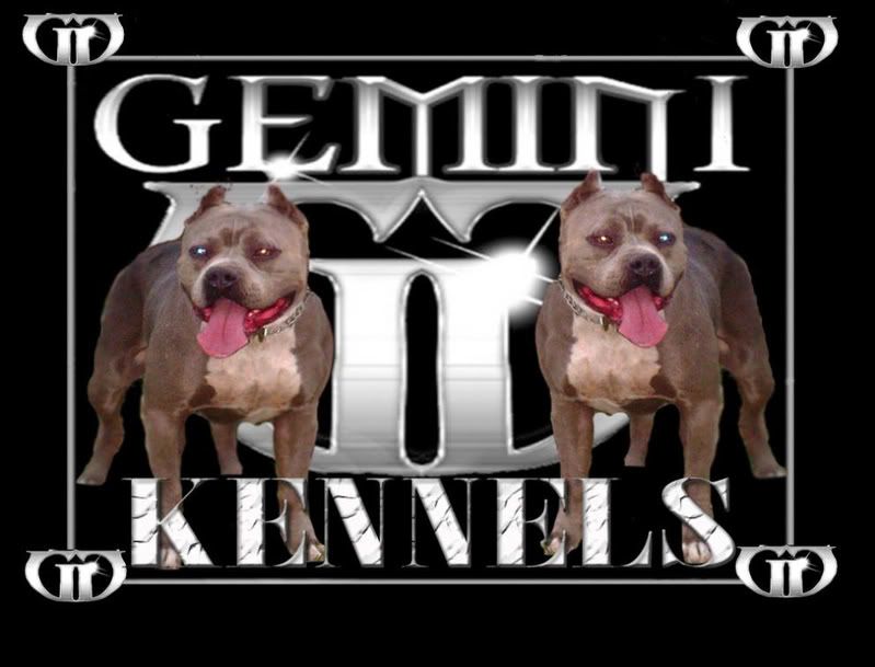 Best XL Bully Pitbulls for sale