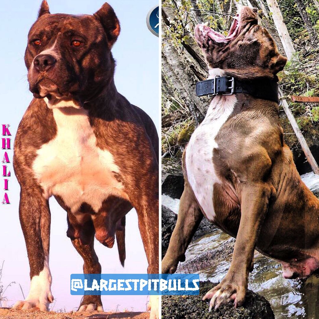 XL BIG PITBULL PUPPIES FOR SALE PIT BULL PUPPY FOR SALE