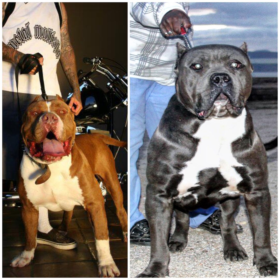 Best XL Bully Pitbulls for sale