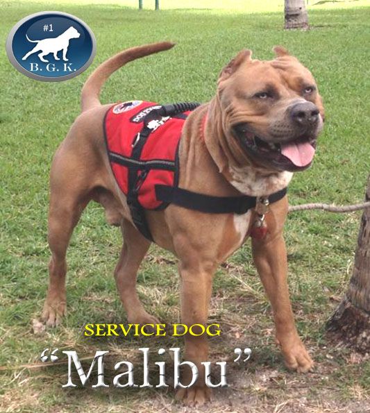 can pitbulls be service dogs big gemini pitbulls largest xl bully pitbulls blue pitbull breeder can pitbulls be service dogs big gemini pitbulls largest xl bully pitbulls blue pitbull breeder