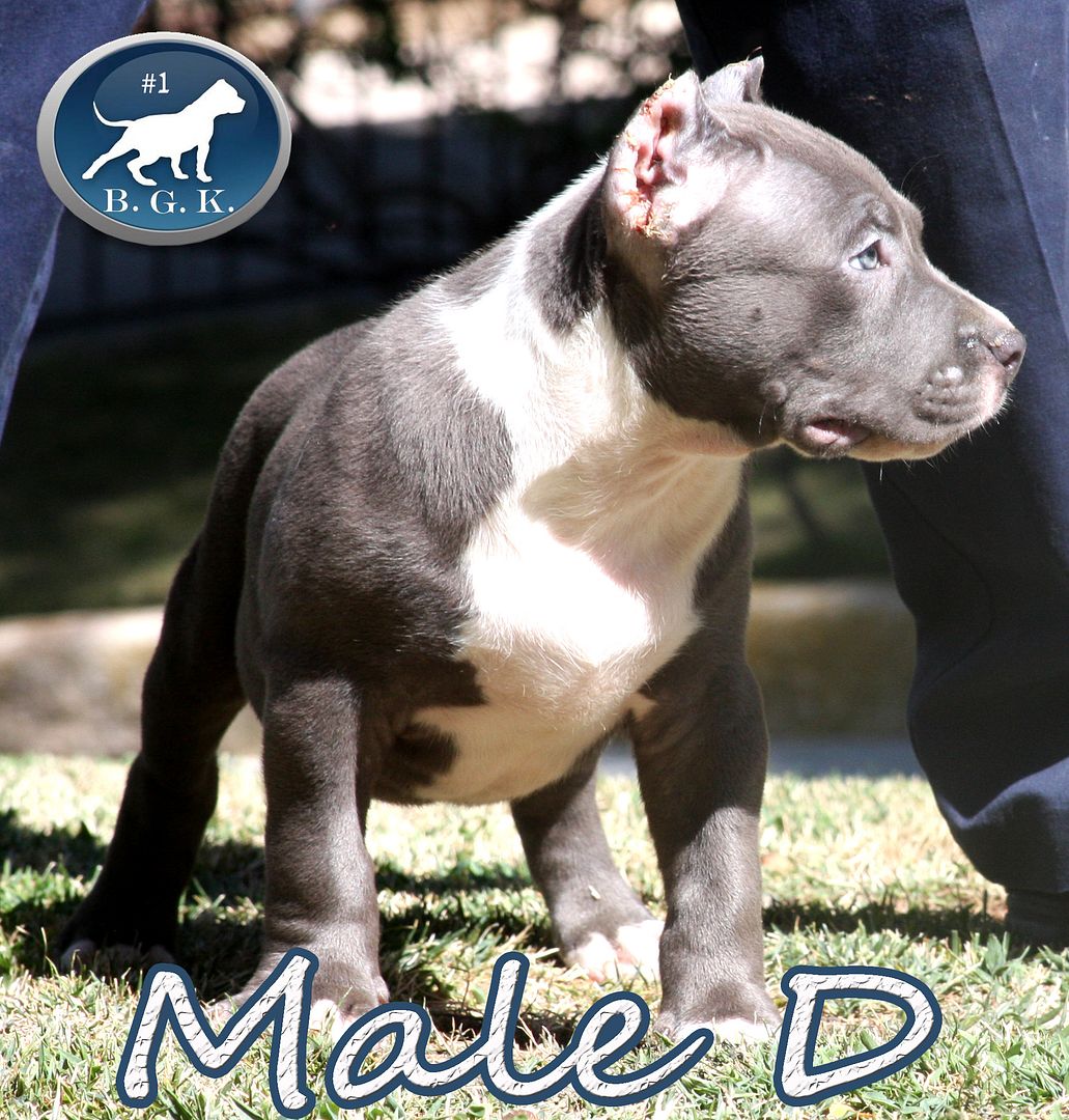 Best XL Bully Pitbulls for sale