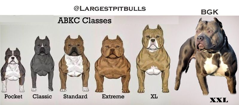 big xxl pitbulls for sale