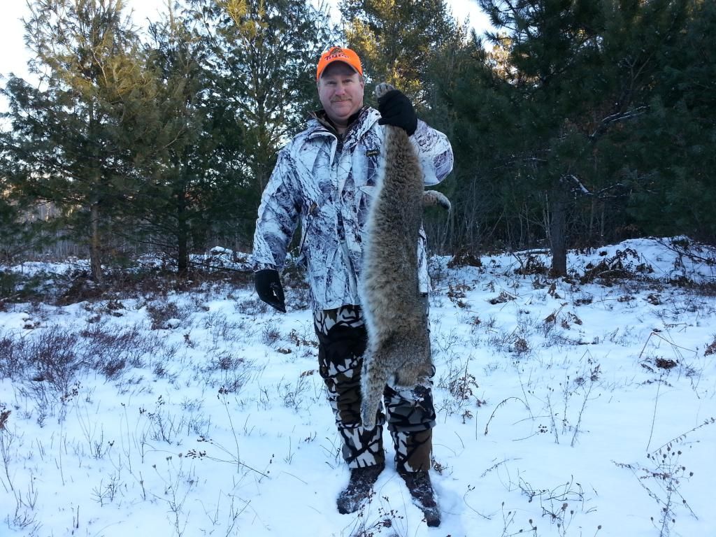 Back to back Bobcats Michigan Sportsman Online Michigan Hunting and