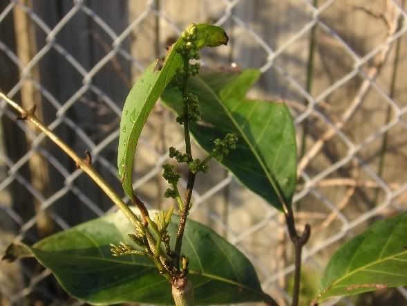 My Fruits Forum http://forums.gardenweb.com/forums/load/tropicalfruits