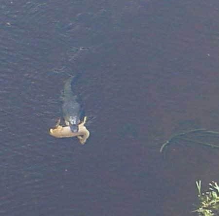 gator-with-deer2.jpg