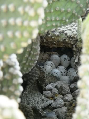 quail nest