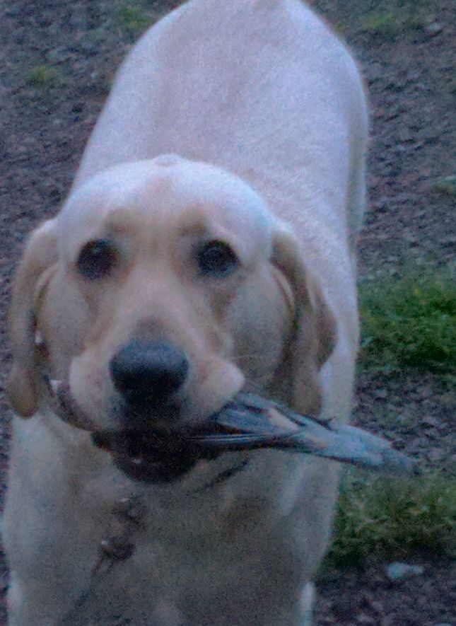 dove season in pa dove season in pa