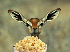 popcorn-gazelle.gif