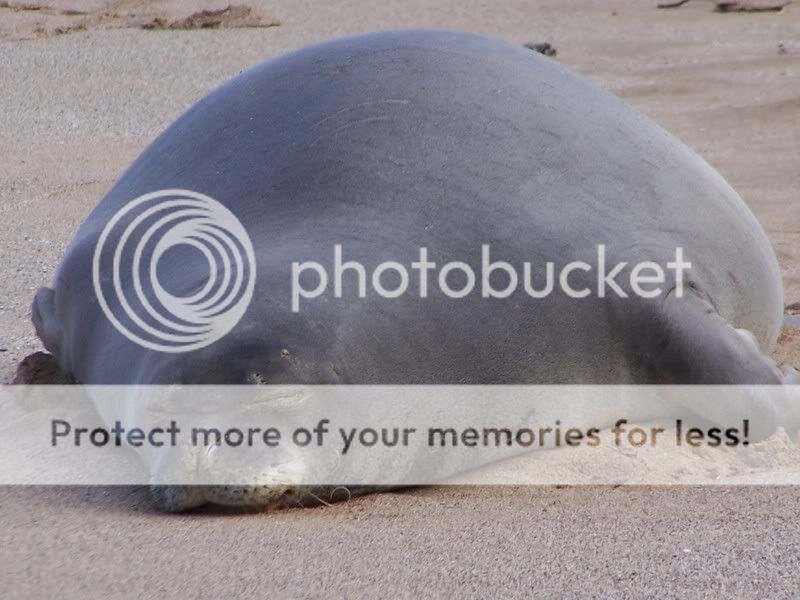 animals of Maui,Hawaii