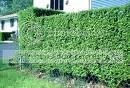hedge.jpg