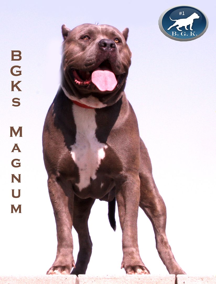 large Bully Pitbulls | XXL Pitbull Kennels | Pitbull Puppies For Sale