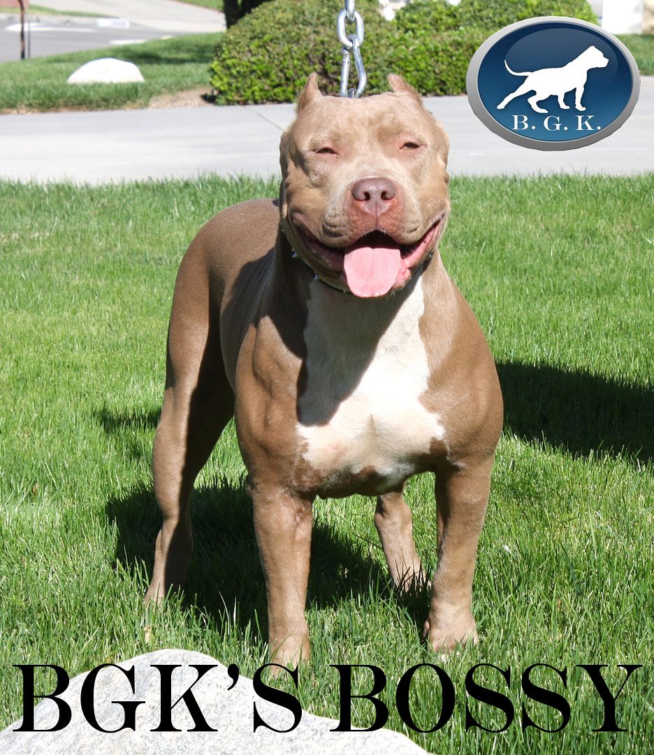 Best XL Bully Pitbulls for sale