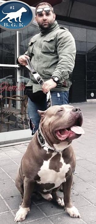 large Bully Pitbulls | XXL Pitbull Kennels | Pitbull Puppies For Sale